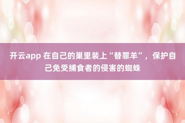 开云app 在自己的巢里装上“替罪羊”，保护自己免受捕食者的侵害的蜘蛛